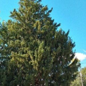 SCENTED Peppermint & eucalyptus Pinecones from our yard 12+ in a gallon bag